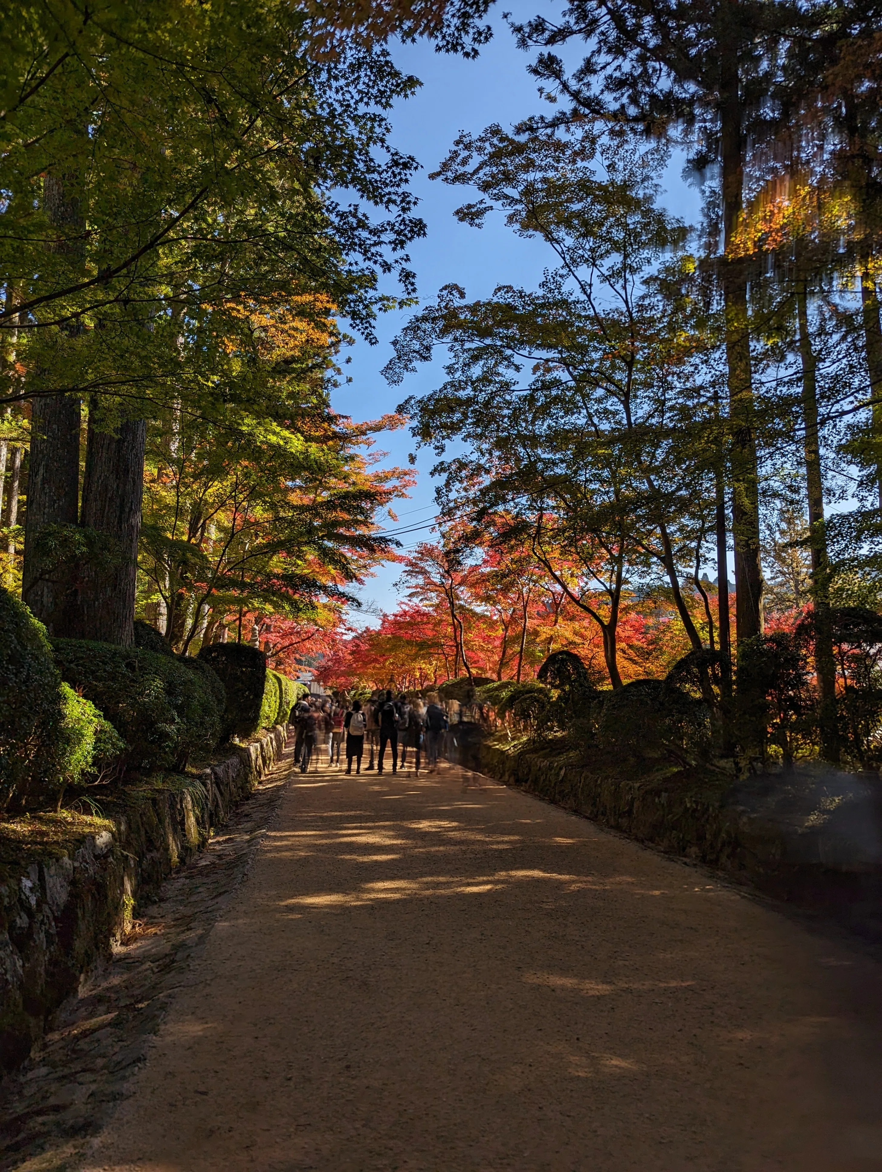 世界遺産 高野山】紅葉前線2023｜さりー
