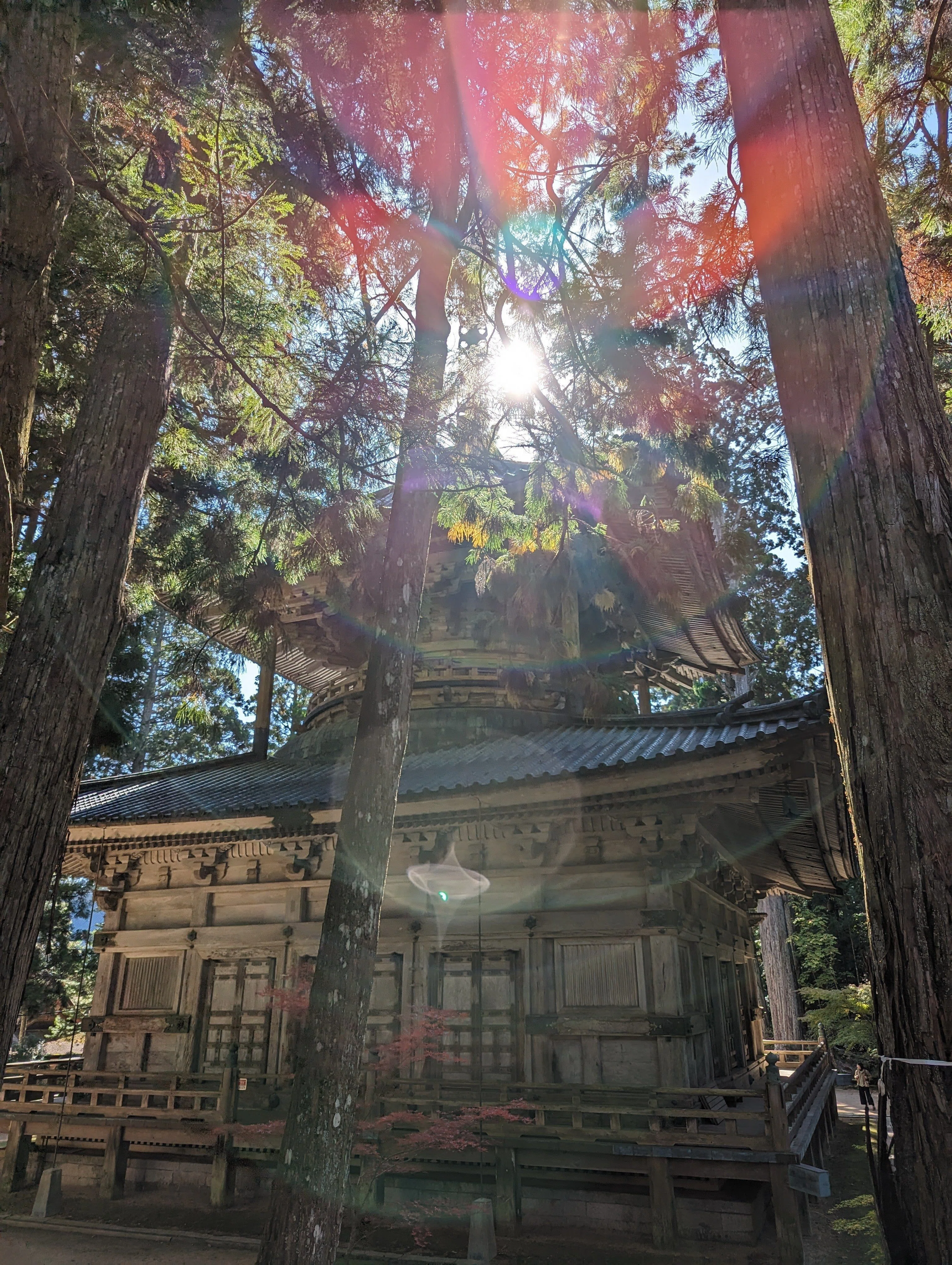 世界遺産 高野山】紅葉前線2023｜さりー