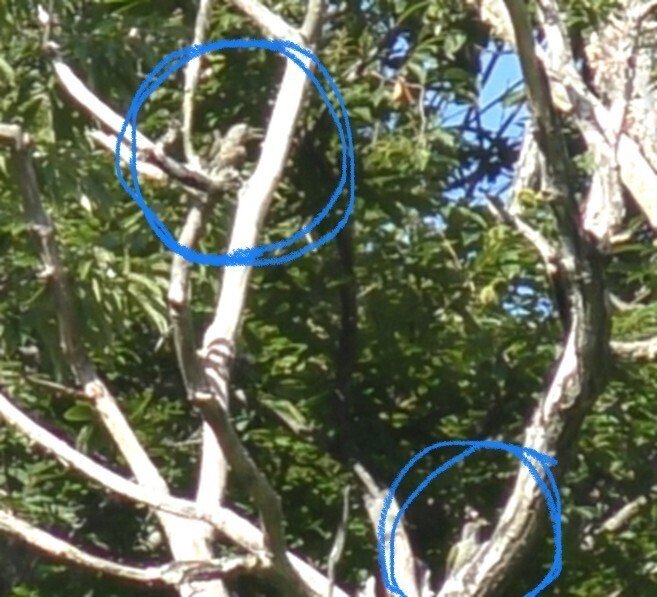 8、9月の野鳥観察記録の報告！日南町多里にはこんな鳥がいます！｜田