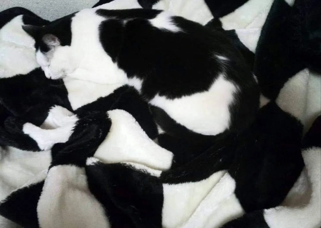 これは踏んでしまう】白黒模様の猫がチェック柄の毛布と完全に同化 