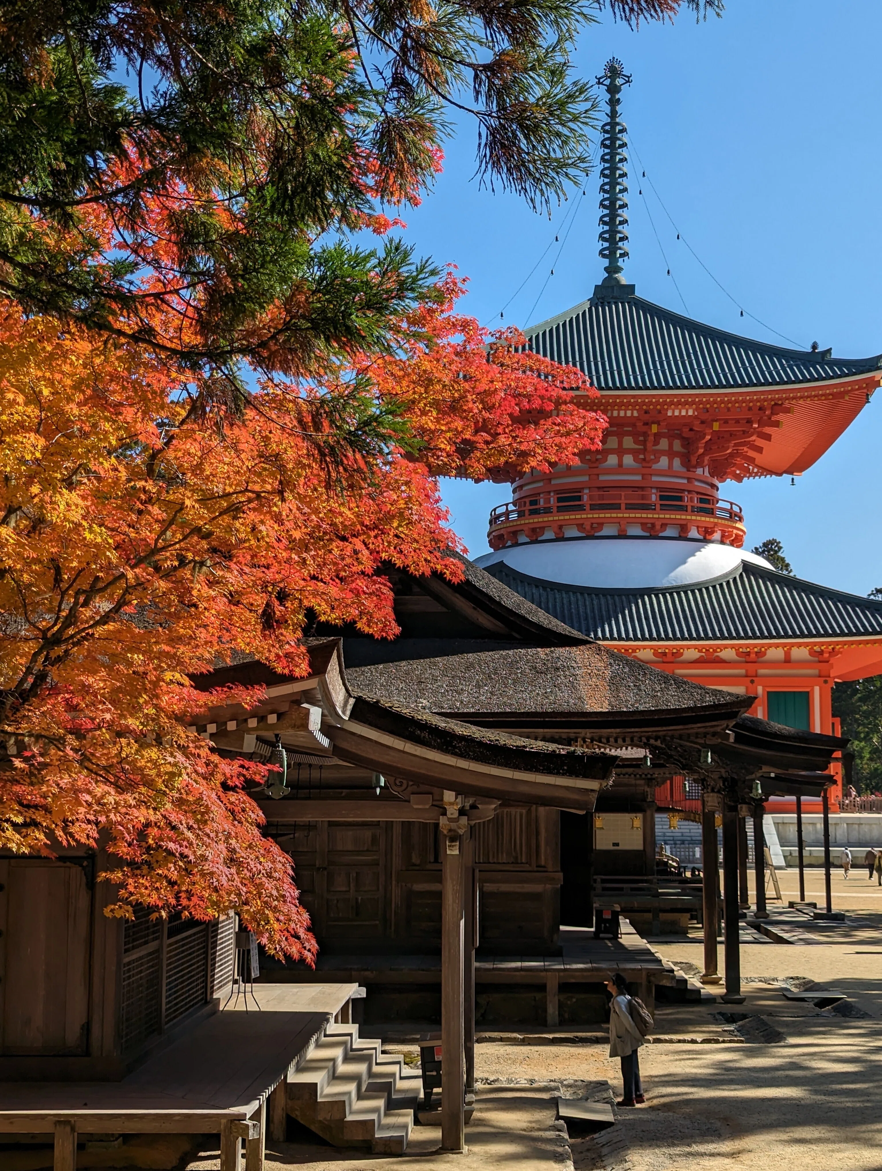 世界遺産 高野山】紅葉前線2023｜さりー