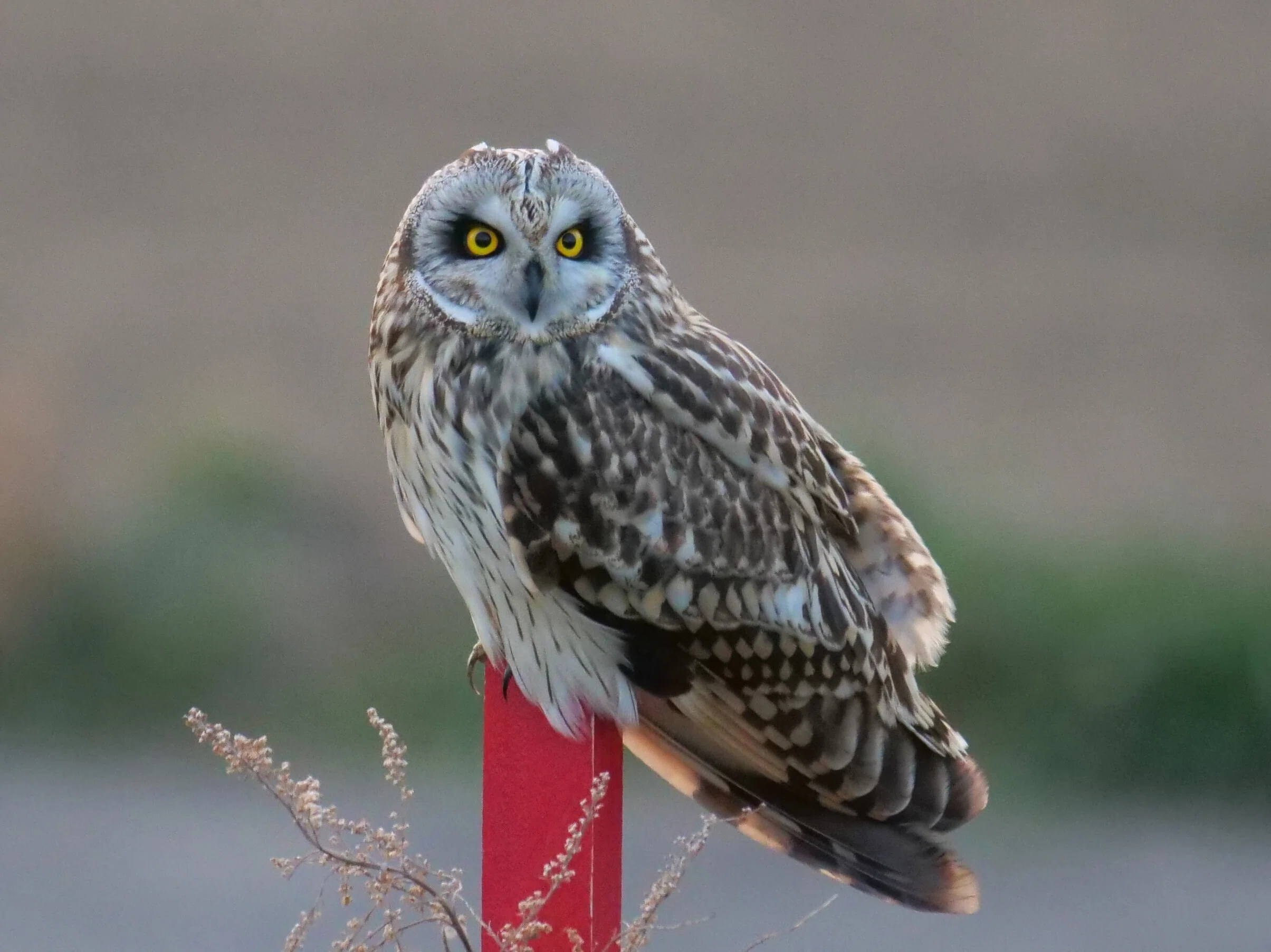 I love wild birds! #82 