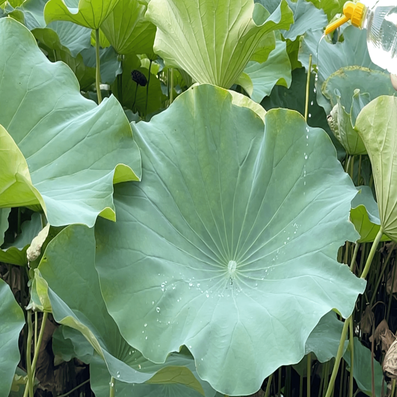 自由研究】 ハスの葉の観察｜りここ