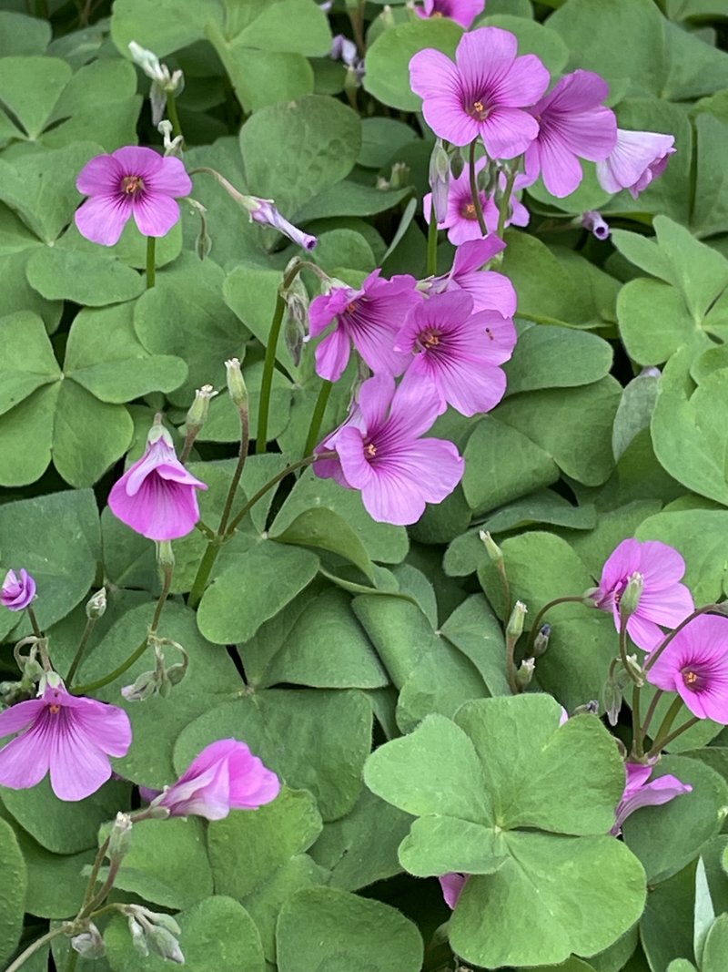 かたばみでしたっけね。お店の後に残された💐が咲く