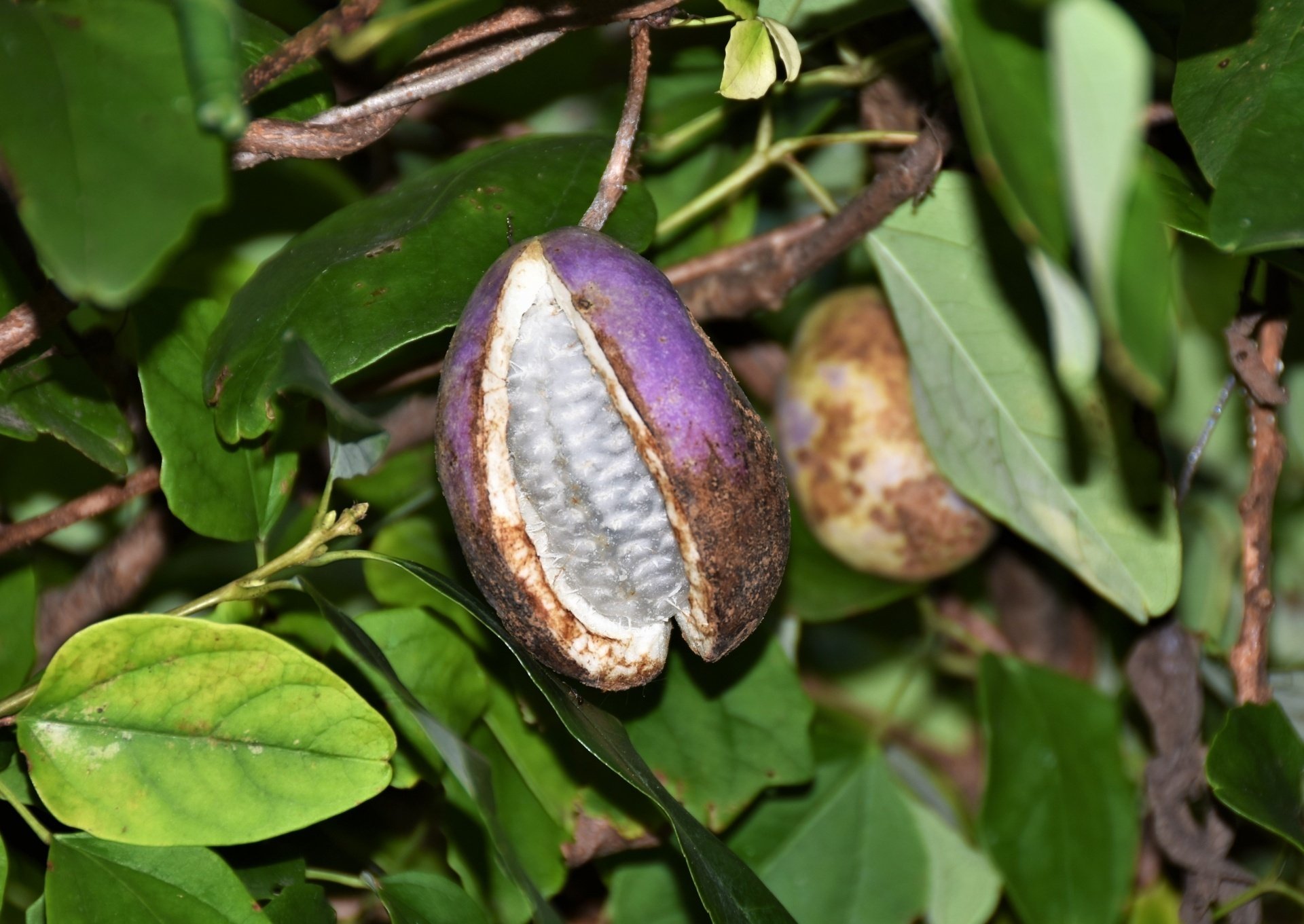 アケビのす 通草（あけび）｜鈴木咲子/ Sakiko Suzuki