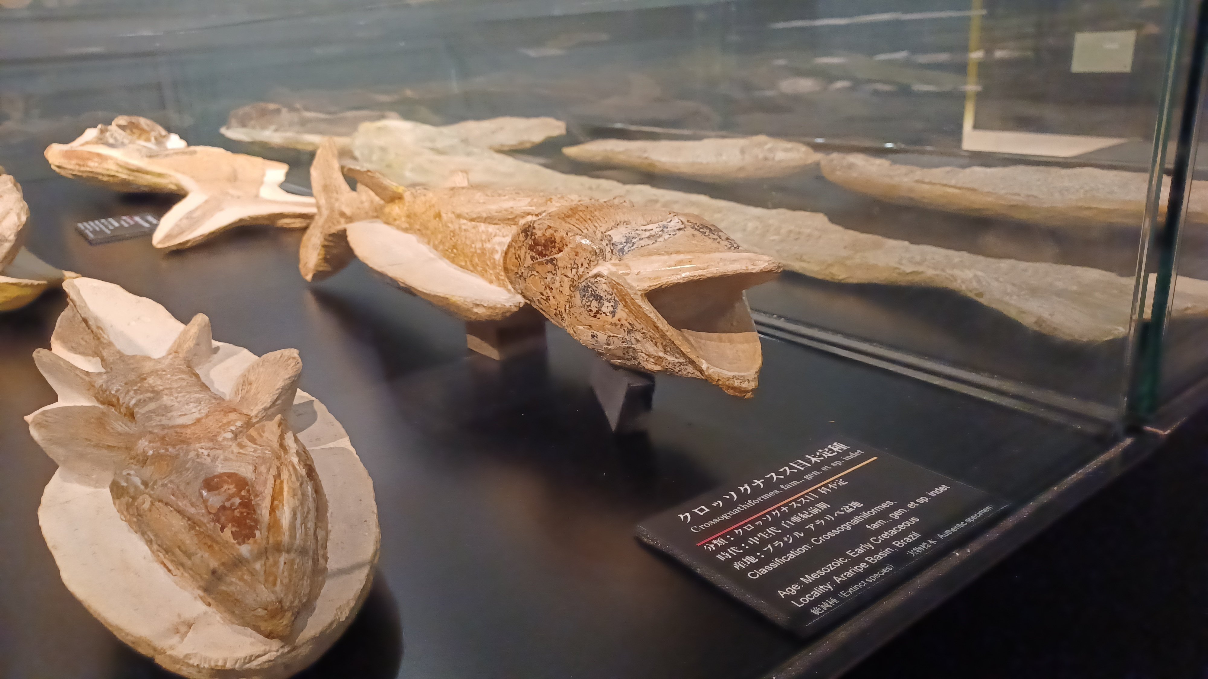 takaさんぽ【城西大学化石ギャラリー】｜taka