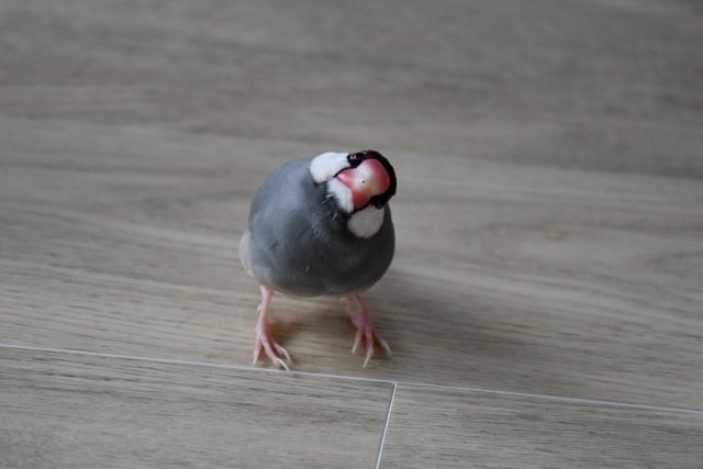 オカメインコにおすすめのケージを紹介｜桜文鳥のさくら