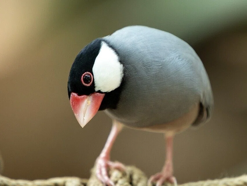 オカメインコにおすすめのケージを紹介｜桜文鳥のさくら