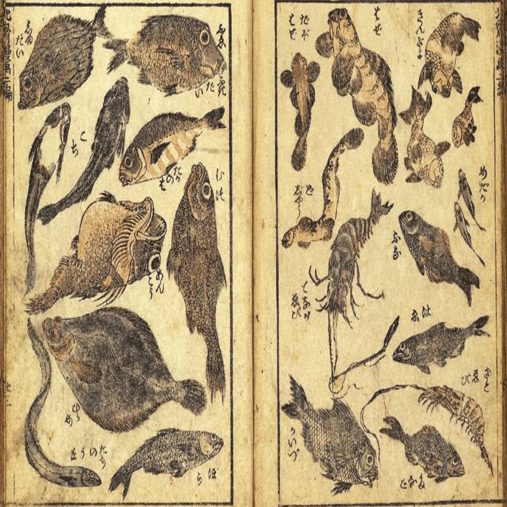 葛飾北斎はどうやって魚を描いたのか？｜fish_edo