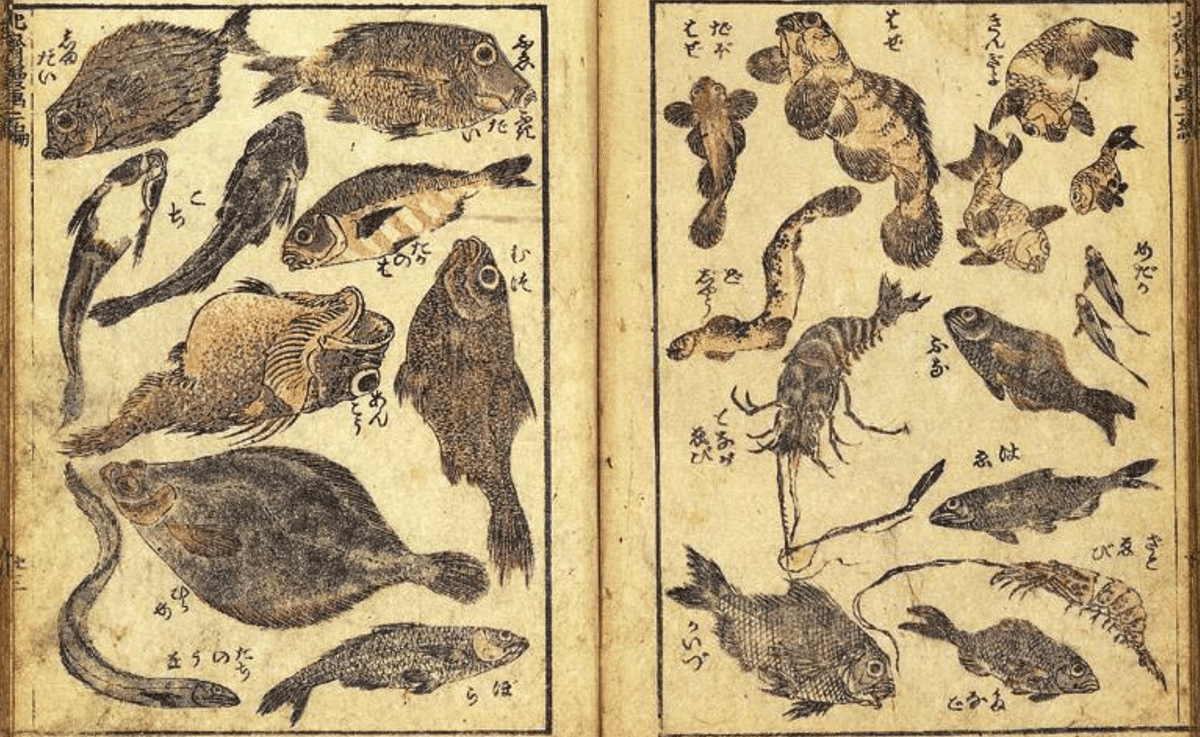定率割引 往復 葛飾北斎はどうやって魚を描いたのか？｜fish_edo 絵画
