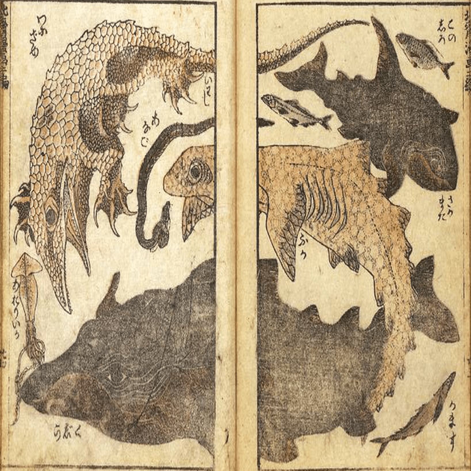 葛飾北斎はどうやって魚を描いたのか？｜fish_edo