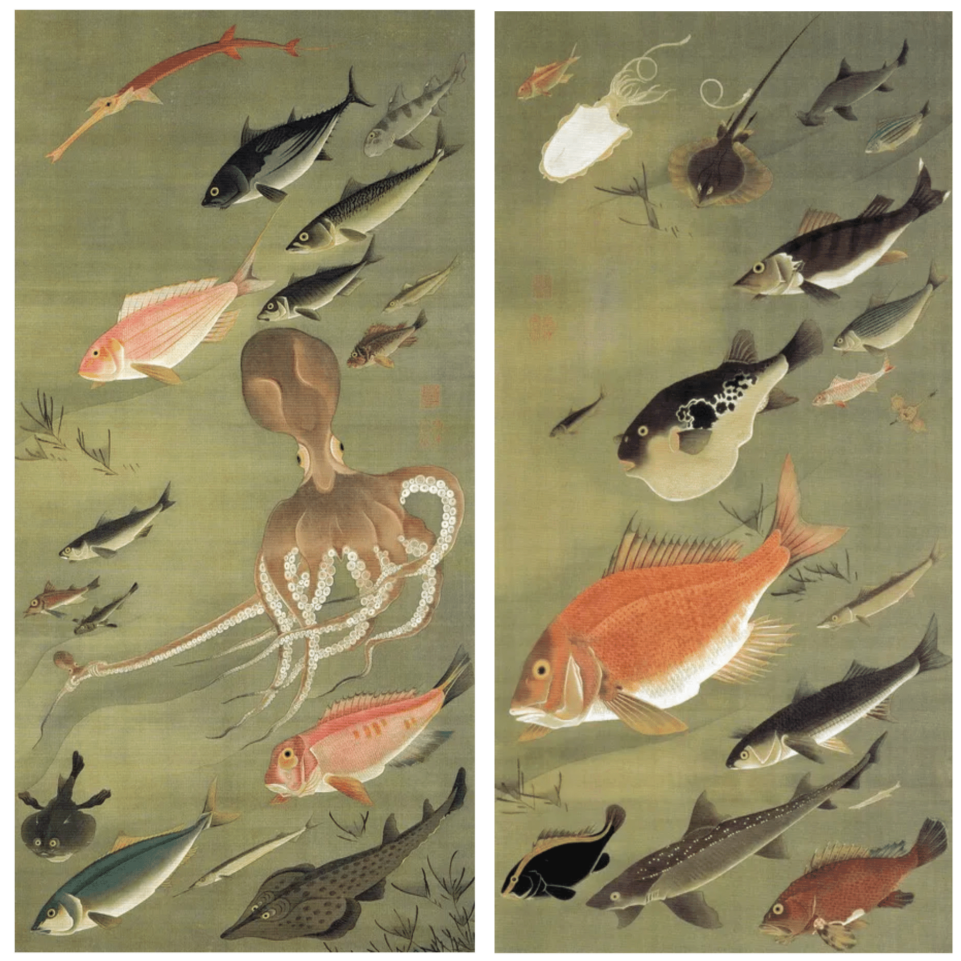 葛飾北斎はどうやって魚を描いたのか？｜fish_edo