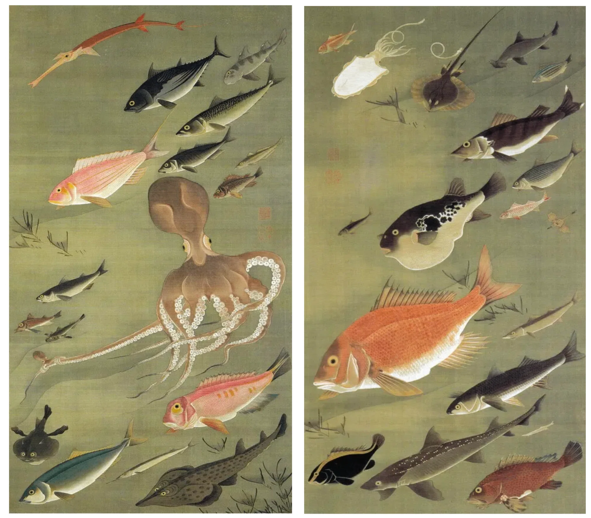 葛飾北斎はどうやって魚を描いたのか?|fish_edo 葛飾北斎はどうやって魚を描いたのか?|fish_edo