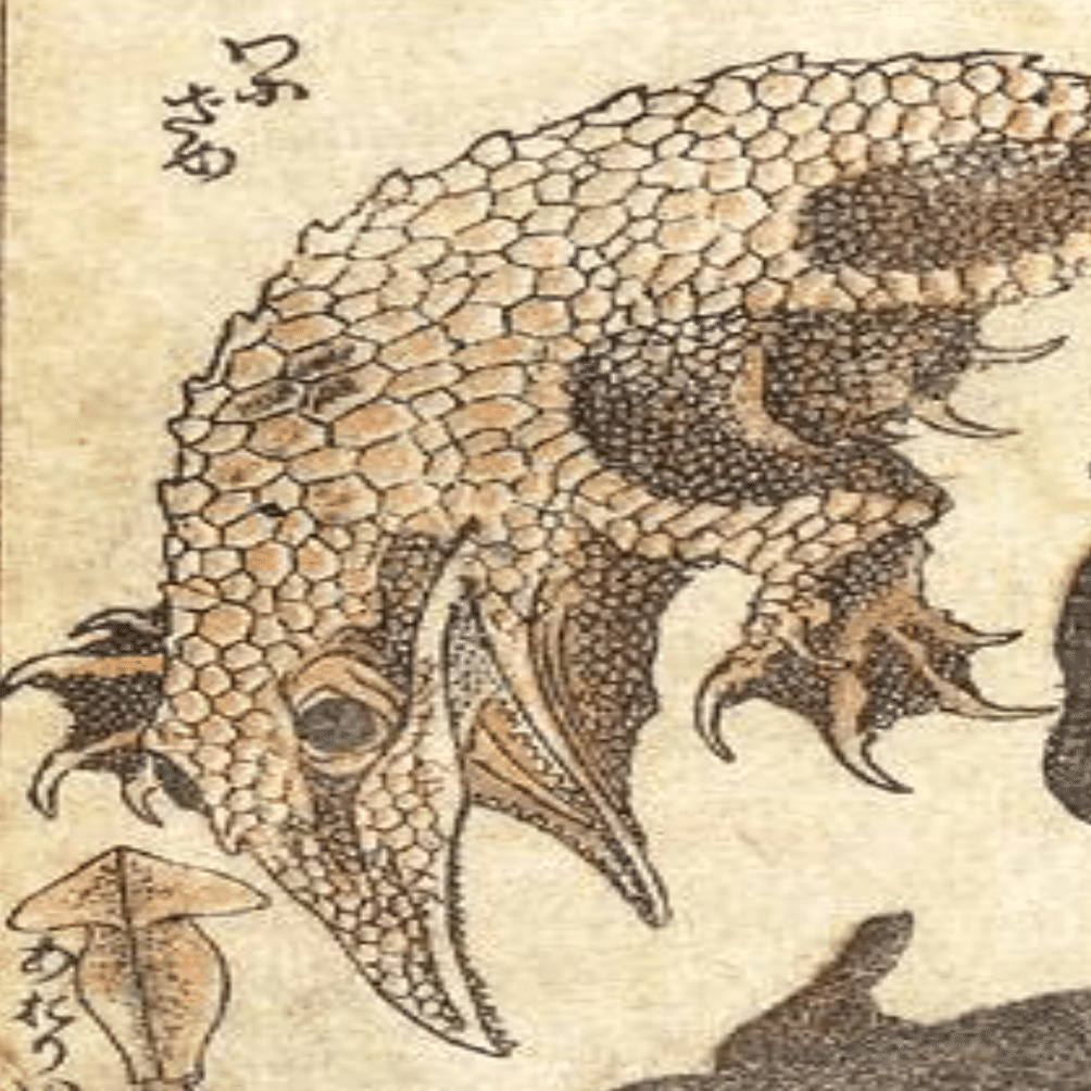 葛飾北斎はどうやって魚を描いたのか？｜fish_edo
