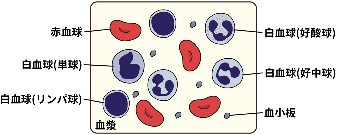 What happens during a health checkup? ② [Complete Blood Count (CBC)]｜さわ ...
