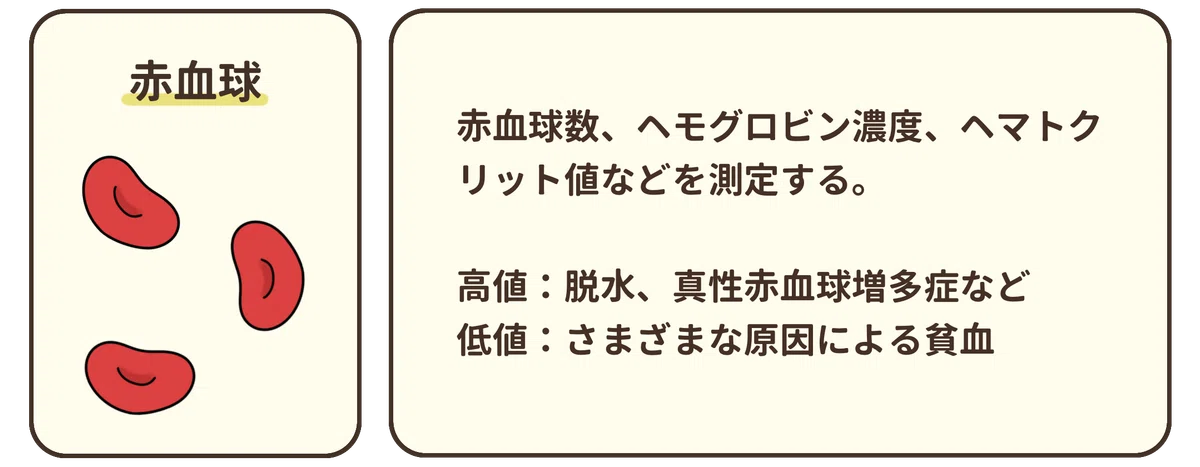 What happens during a health checkup? ② [Complete Blood Count (CBC)]｜さわ ...