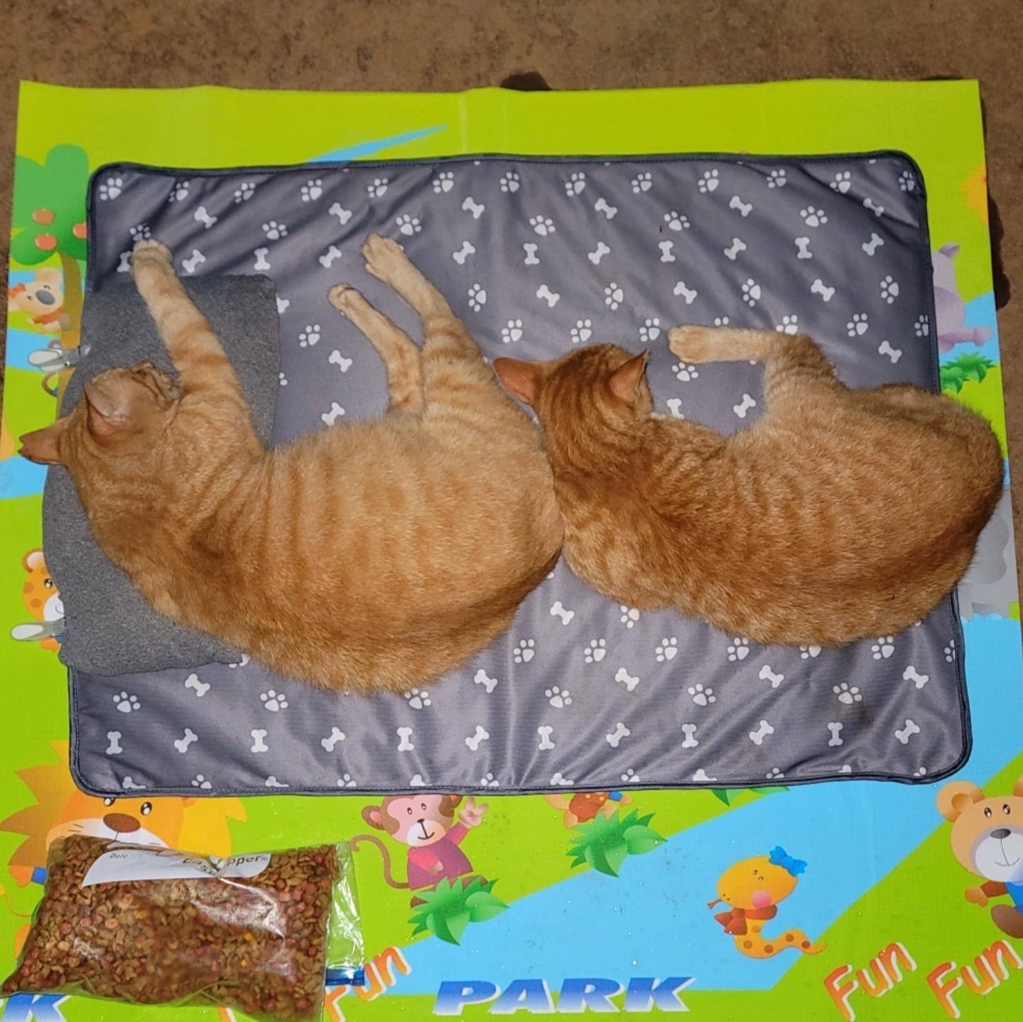 お手々を繋いでスヤスヤ眠る猫の姿が尊すぎる→河川敷のテントで