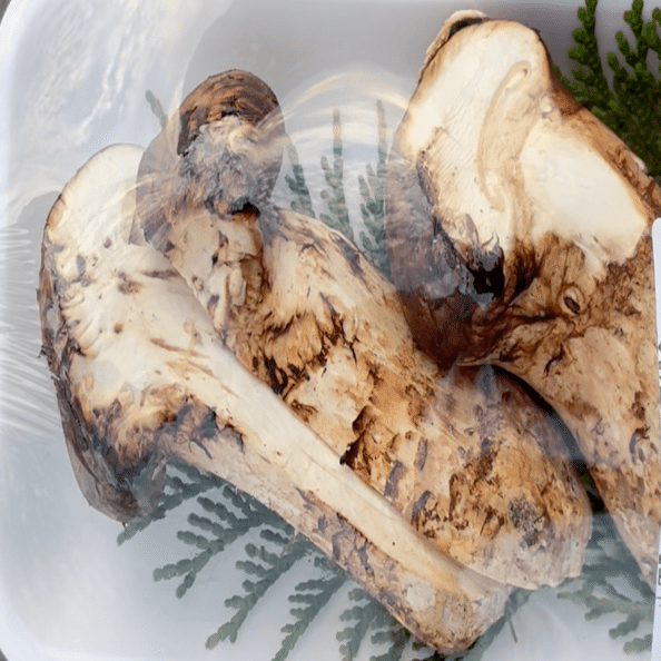 岩手でくらす 2022年9月のこと 秋の味覚、松茸を求めて。｜岩手で