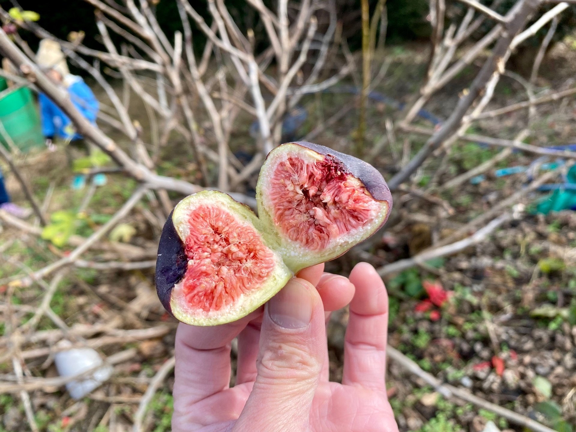 自然農】簡単♪イチジクの増やし方(挿し木の方法) [農業体験@神奈川