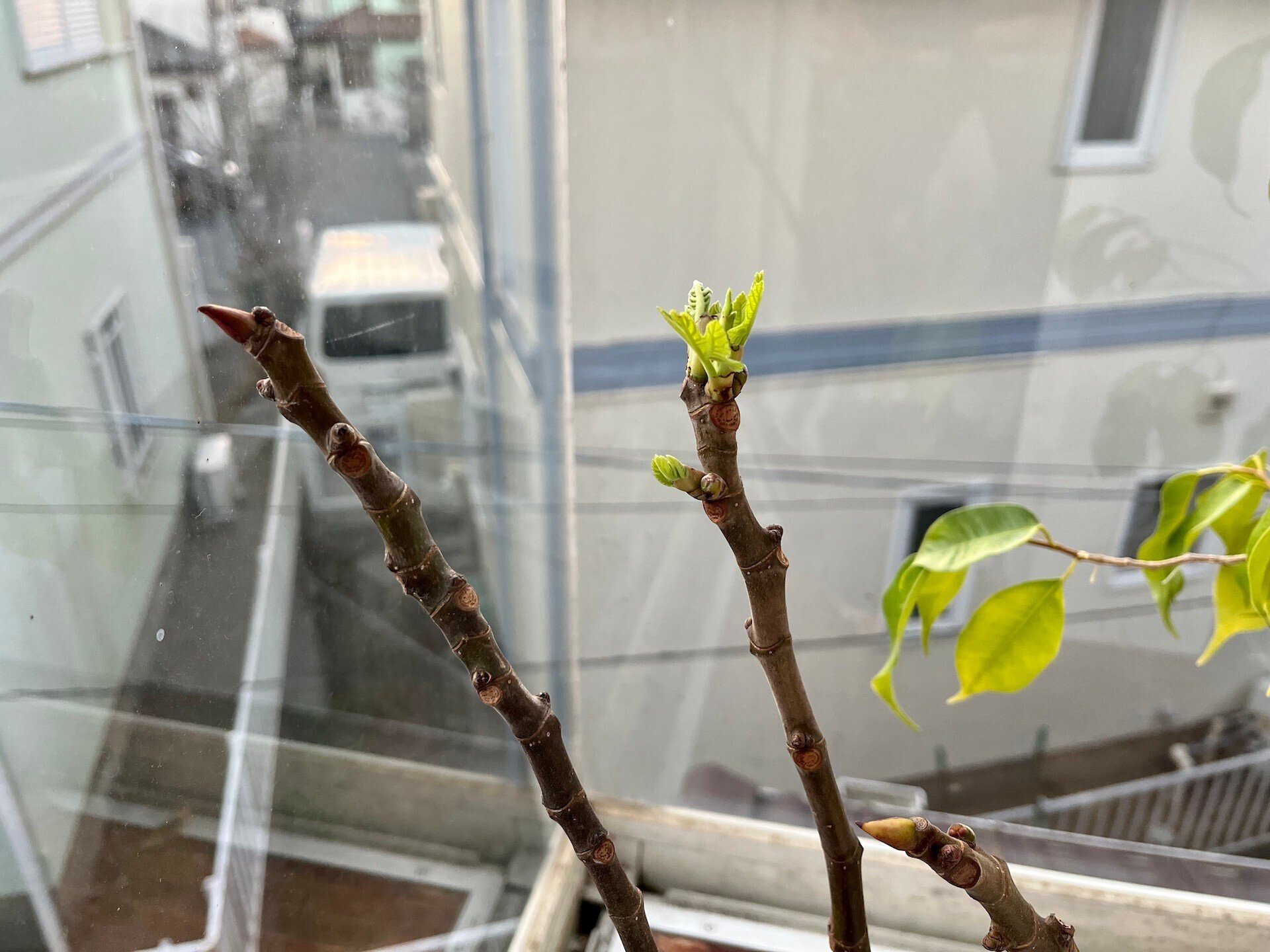 自然農】簡単♪イチジクの増やし方(挿し木の方法) [農業体験@神奈川