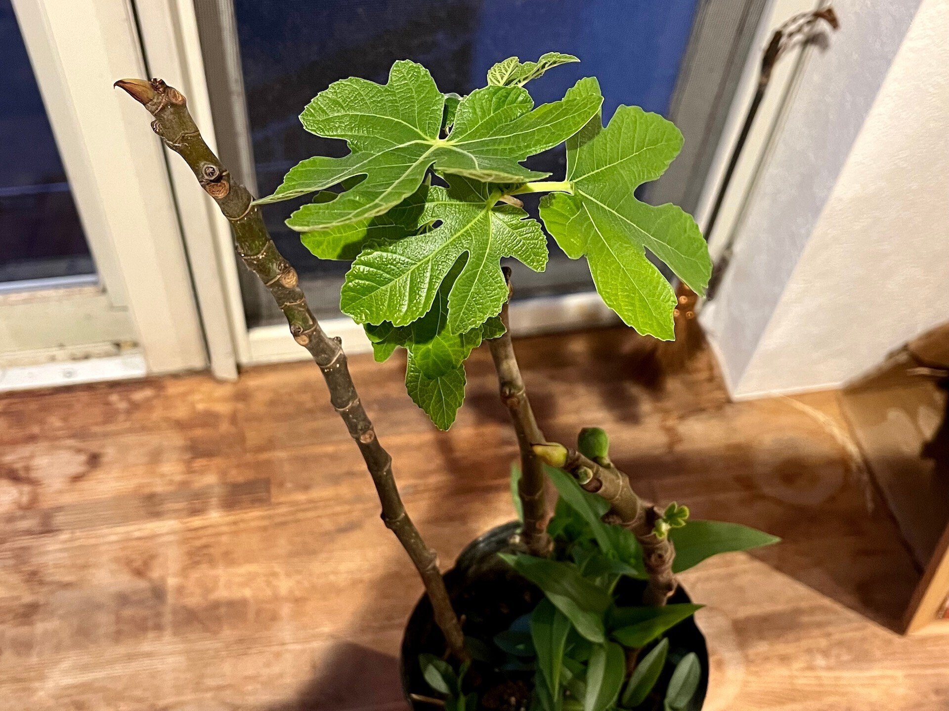 自然農】簡単♪イチジクの増やし方(挿し木の方法) [農業体験@神奈川