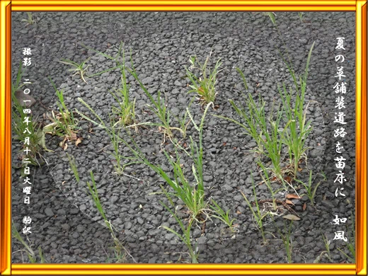 2014/08/12 夏の草舗装道路を苗床に 如風｜稲森如風