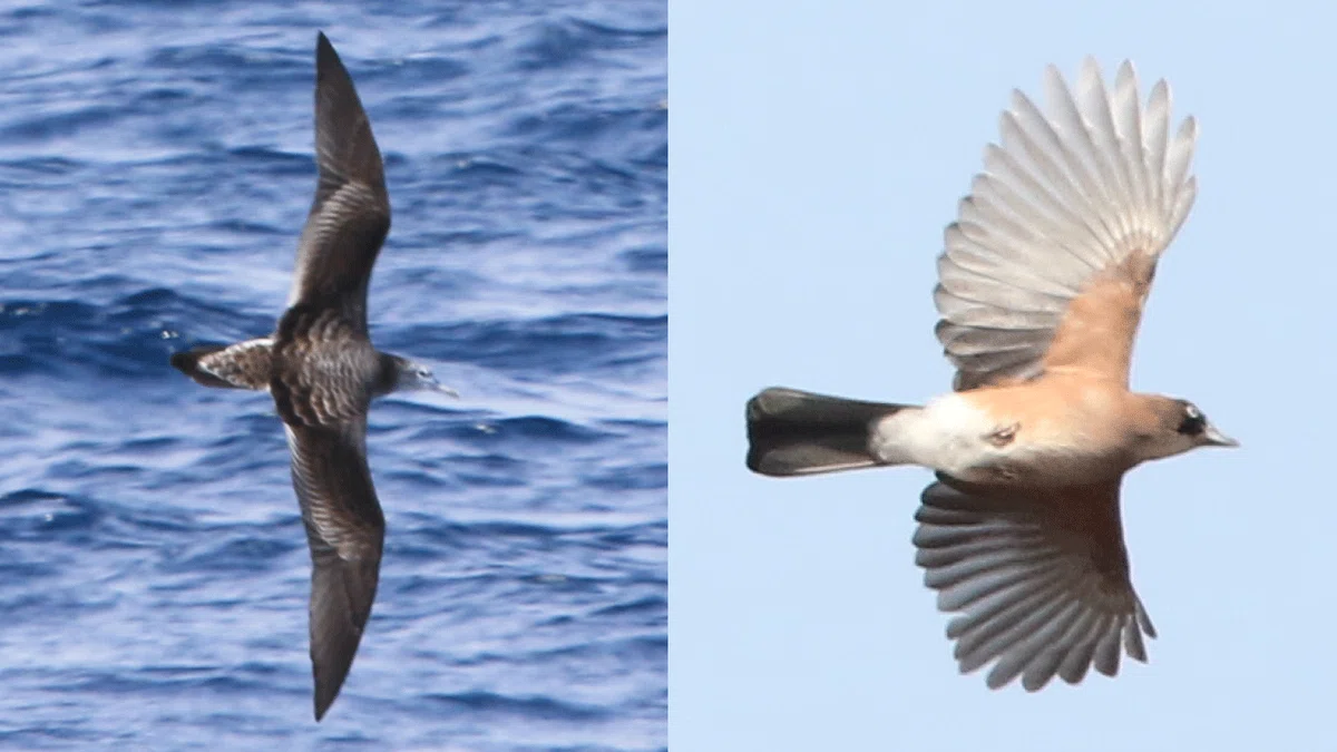 論文紹介】何が鳥の飛行の多様化を可能にしたのか？：小翼羽に注目して