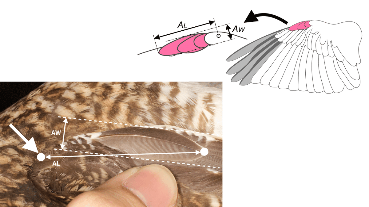 トビの翼標本 トビの翼標本 トビの翼標本