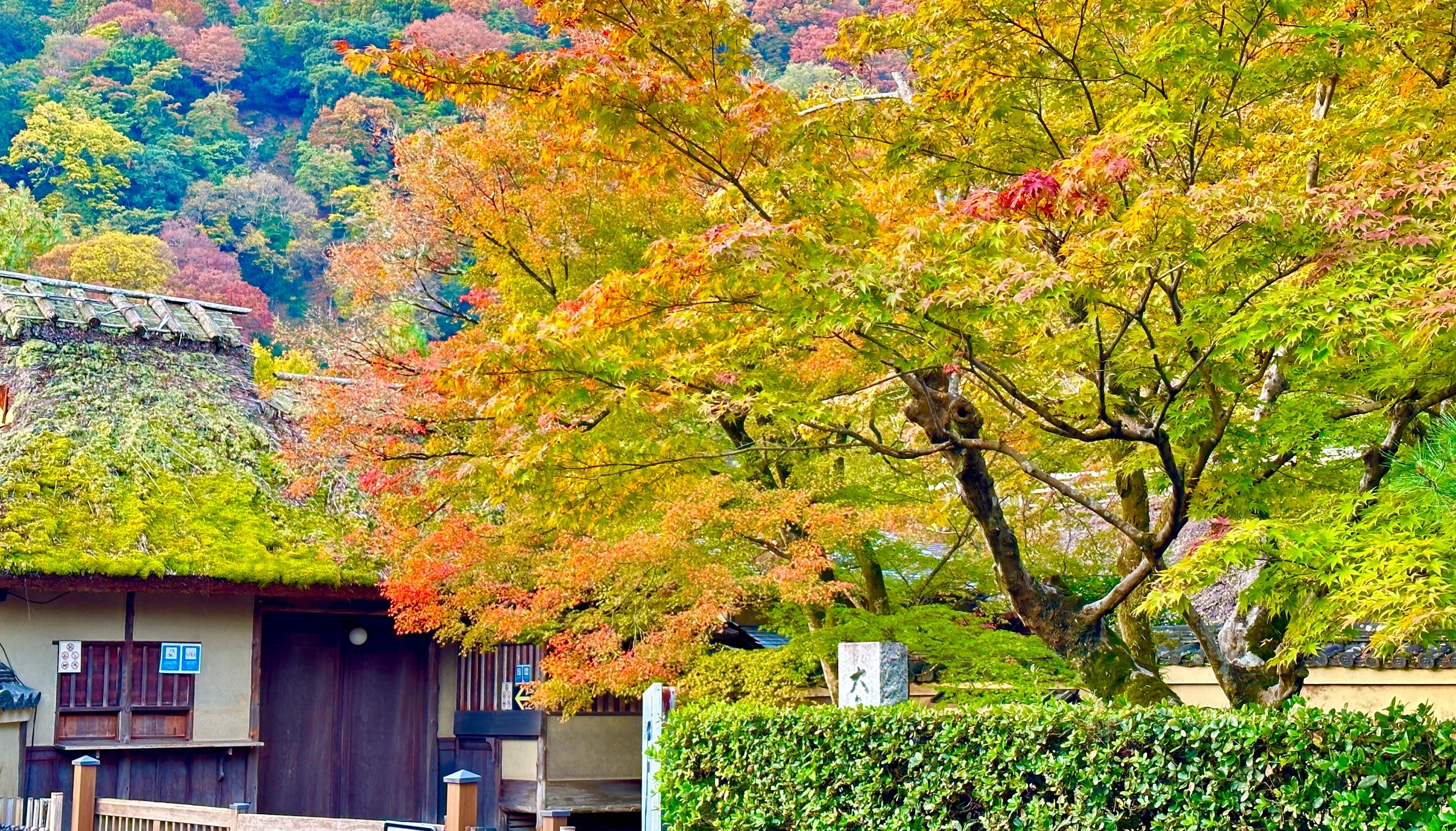 京都時間.jp】第4回 千年の風情 - 京都嵐山の紅葉に寄せて｜モリモリ