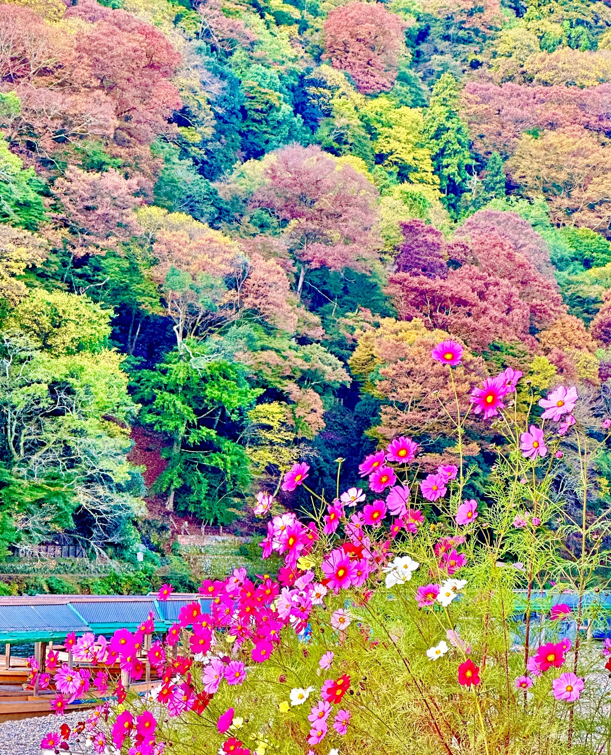 京都時間.jp】第4回 千年の風情 - 京都嵐山の紅葉に寄せて｜モリモリ