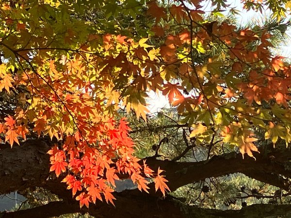 観瀾亭の紅葉