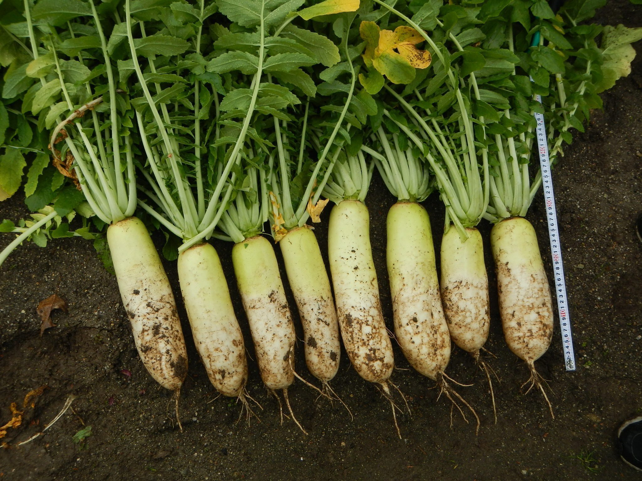 徳重支所で「徳重だいこん」栽培に挑戦してみた！（前編）｜名古屋市