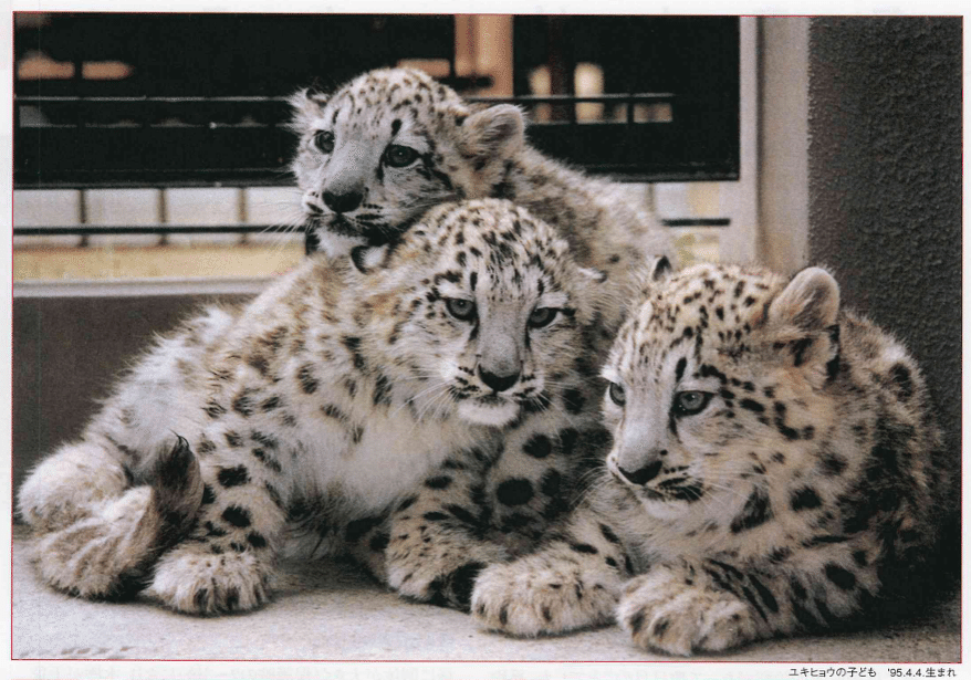 多摩動物公園ユキヒョウ物語-彼らの生きた証-（1991年〜2025年