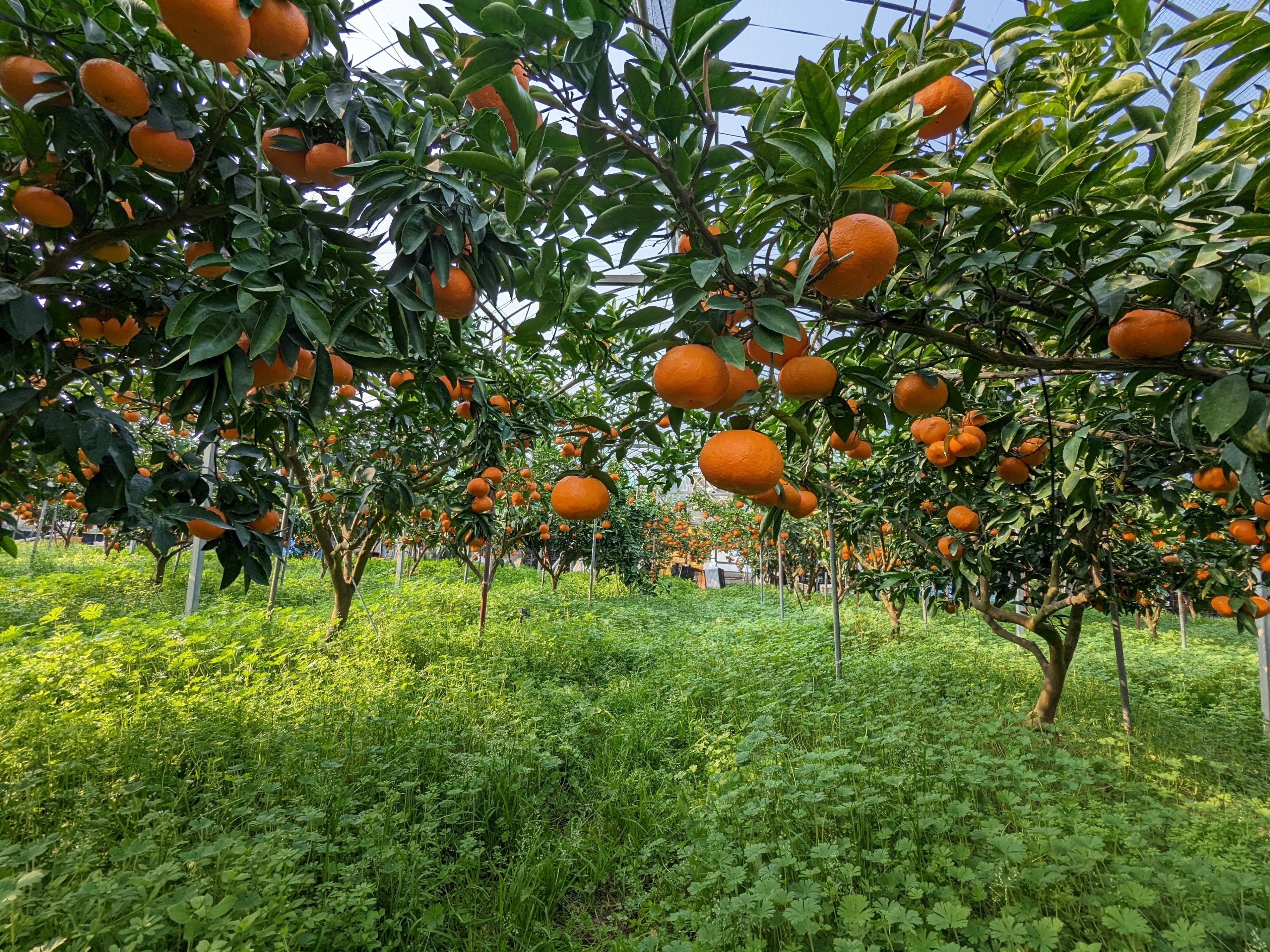 みかん 味と香りが特徴の「味香みかん」が出来るまで。—佐賀県唐津市・万里
