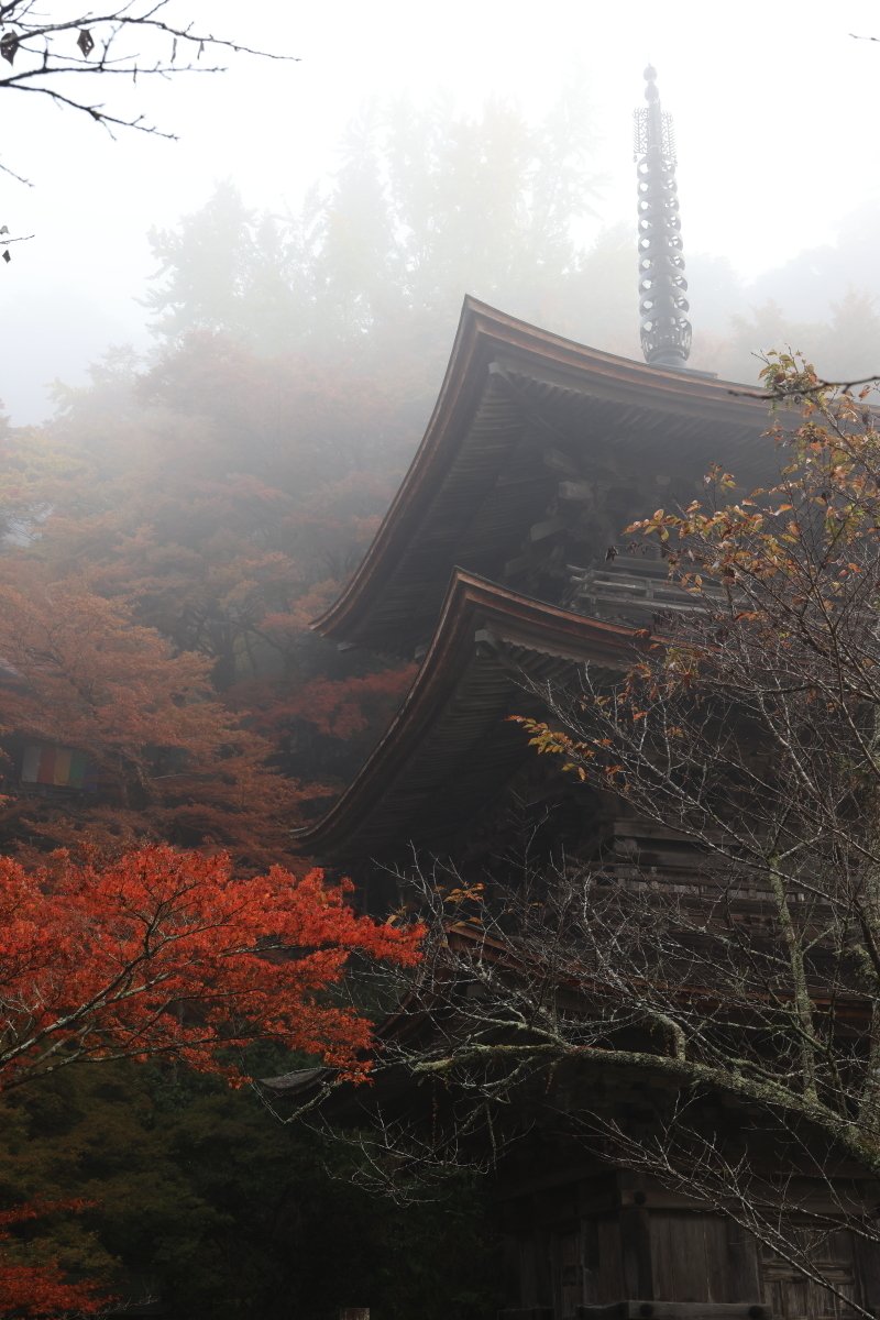 朝霧と紅葉　三重塔が霧で霞んでます。　秋深くなりました。