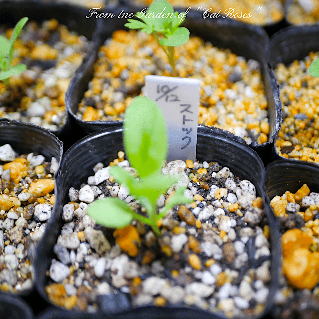 冬前の鉢増しと末枯れ｜Cat rose 「ガーデニングブログ Cat Roseの庭より」