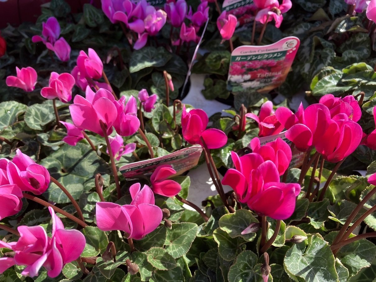 シクラメン|poporin