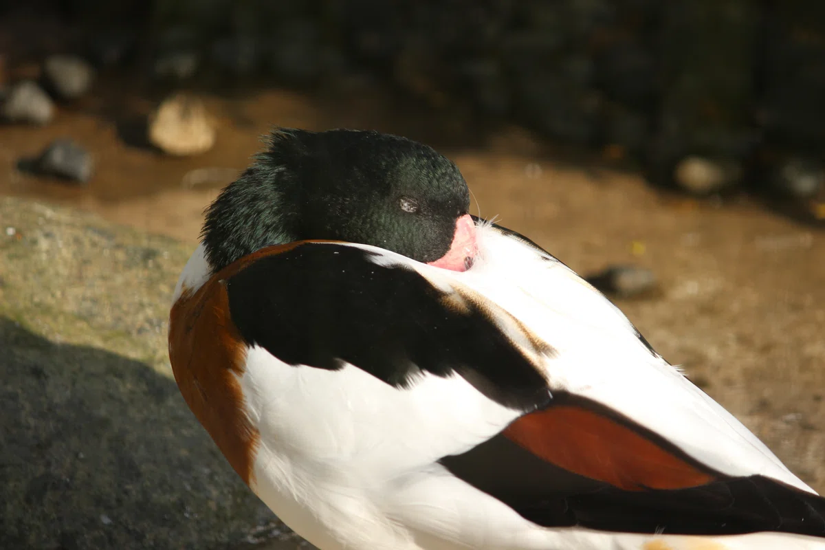 野毛山動物園で写真撮影。【CANON EOS KISS X7】｜YASUHIRO