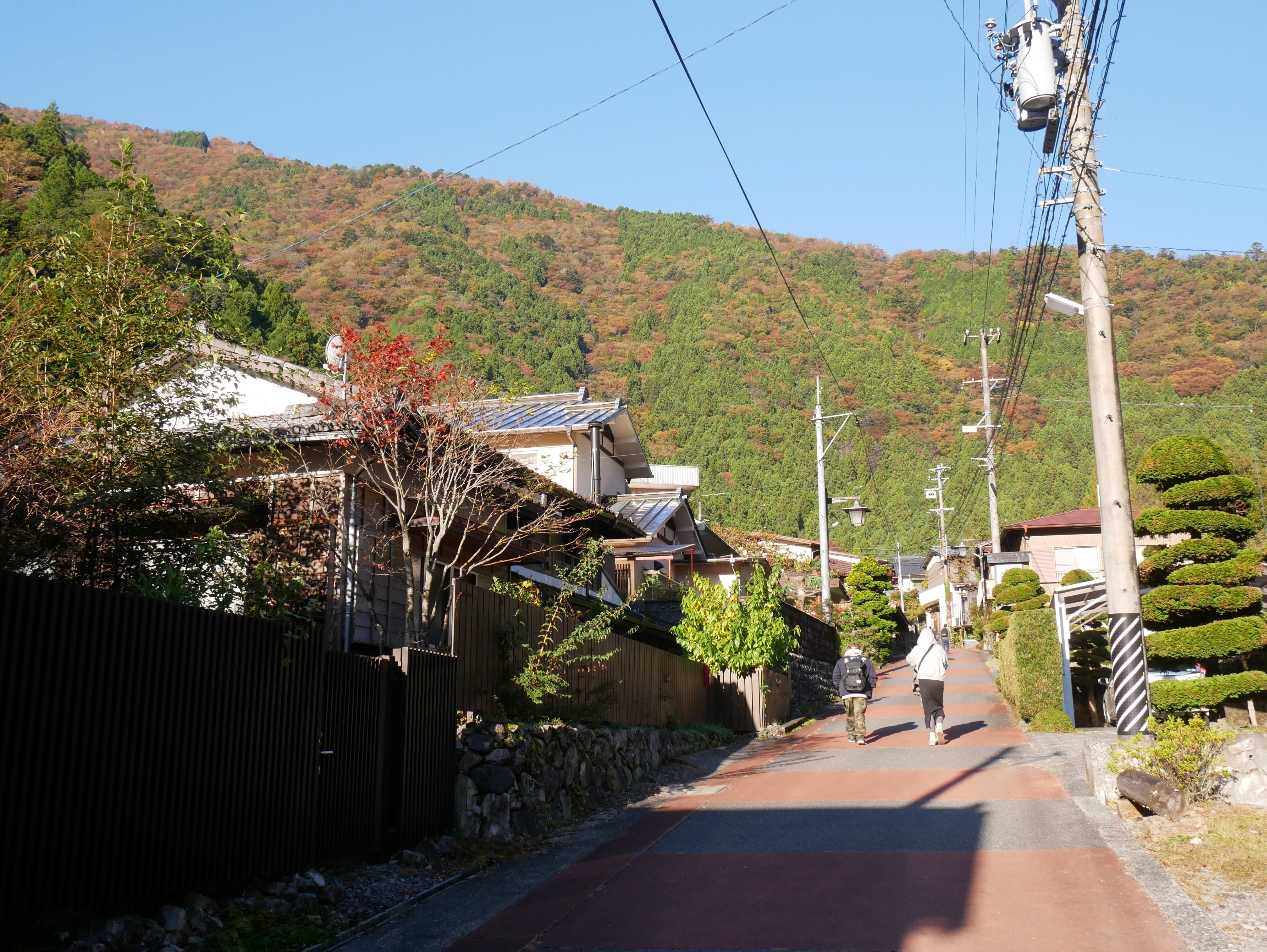 334 紅葉に染まる青の峡谷を吊り橋で渡る～静岡県寸又峡｜ミヤコカエデ（Miyako Kaede)