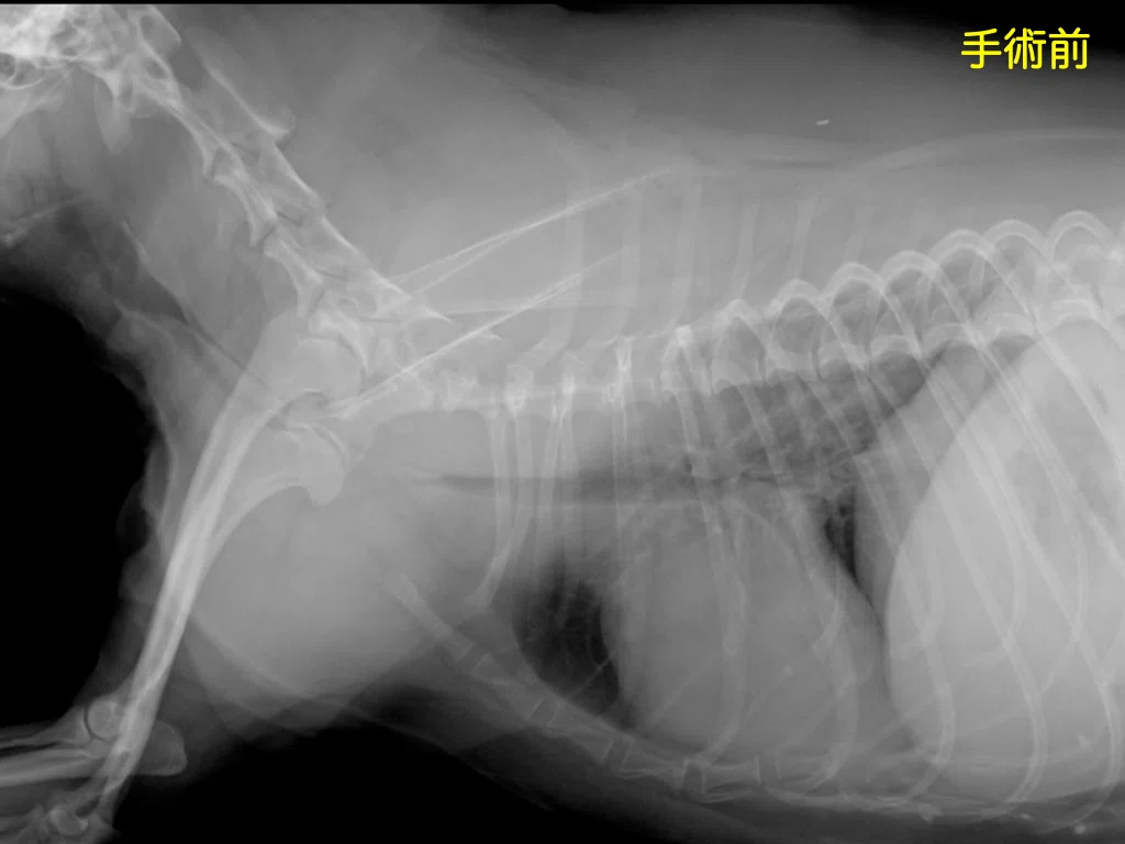 手術note16 気管虚脱で呼吸困難の犬|QUARC動物病院