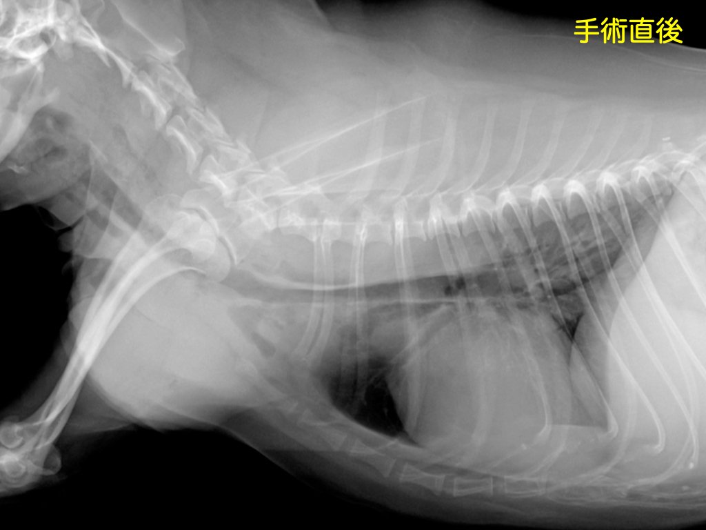 Amazon.co.jp: Aテキスト付き城下幸仁犬の気管虚脱の病態と治療
