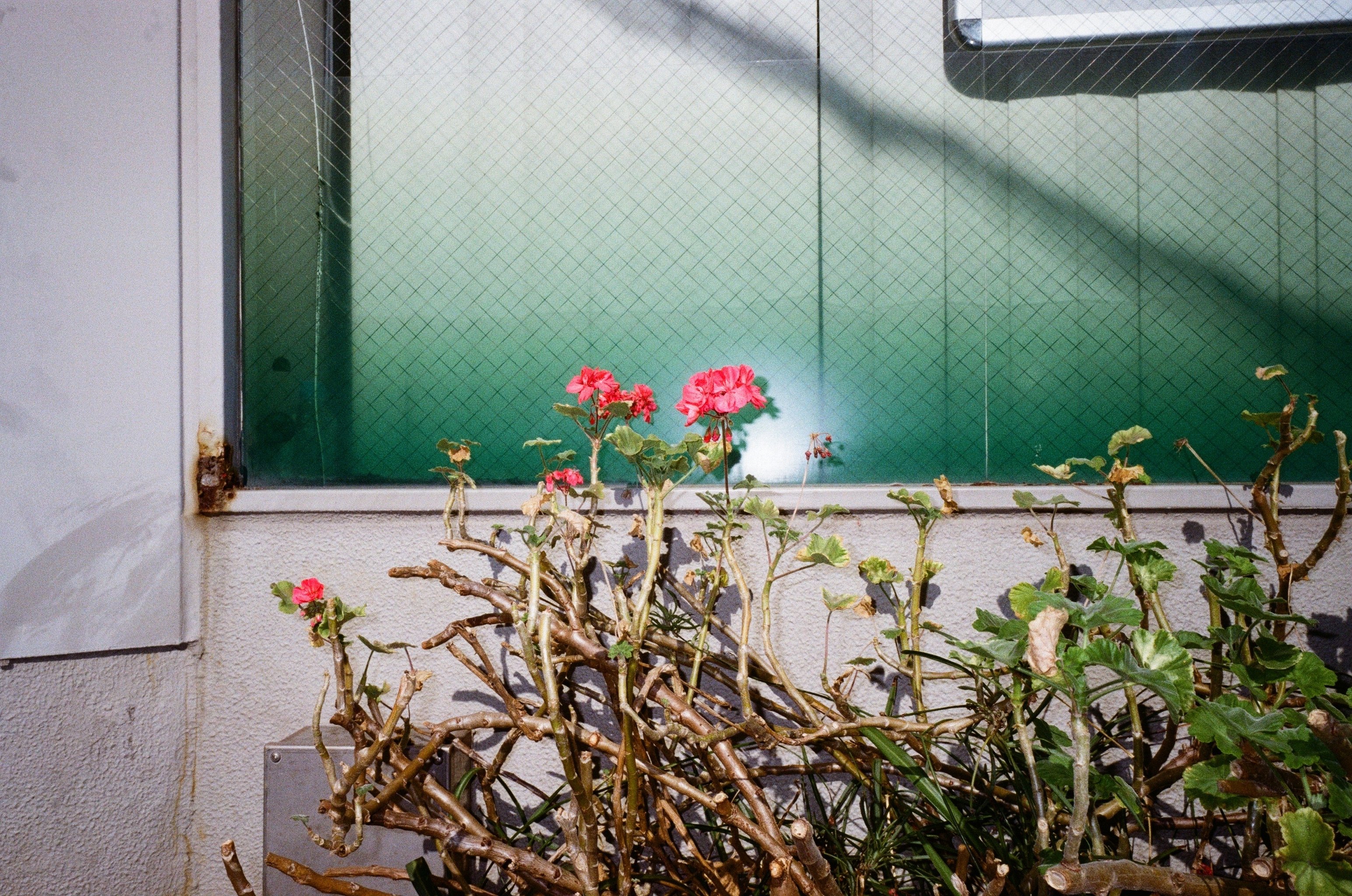 RICOH GR10 + Kodak GOLD200｜TAI-Q'n (タイキューン)