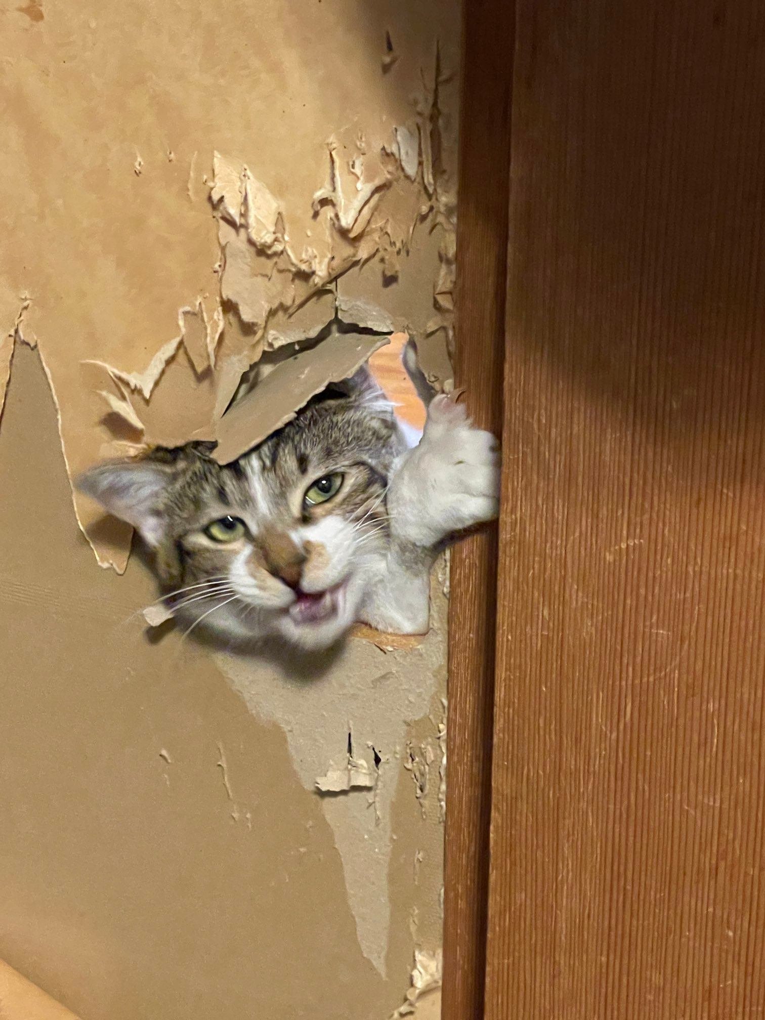 遂にやってやったニャ」先代猫の遺志を継いでふすまに大穴を貫通させた
