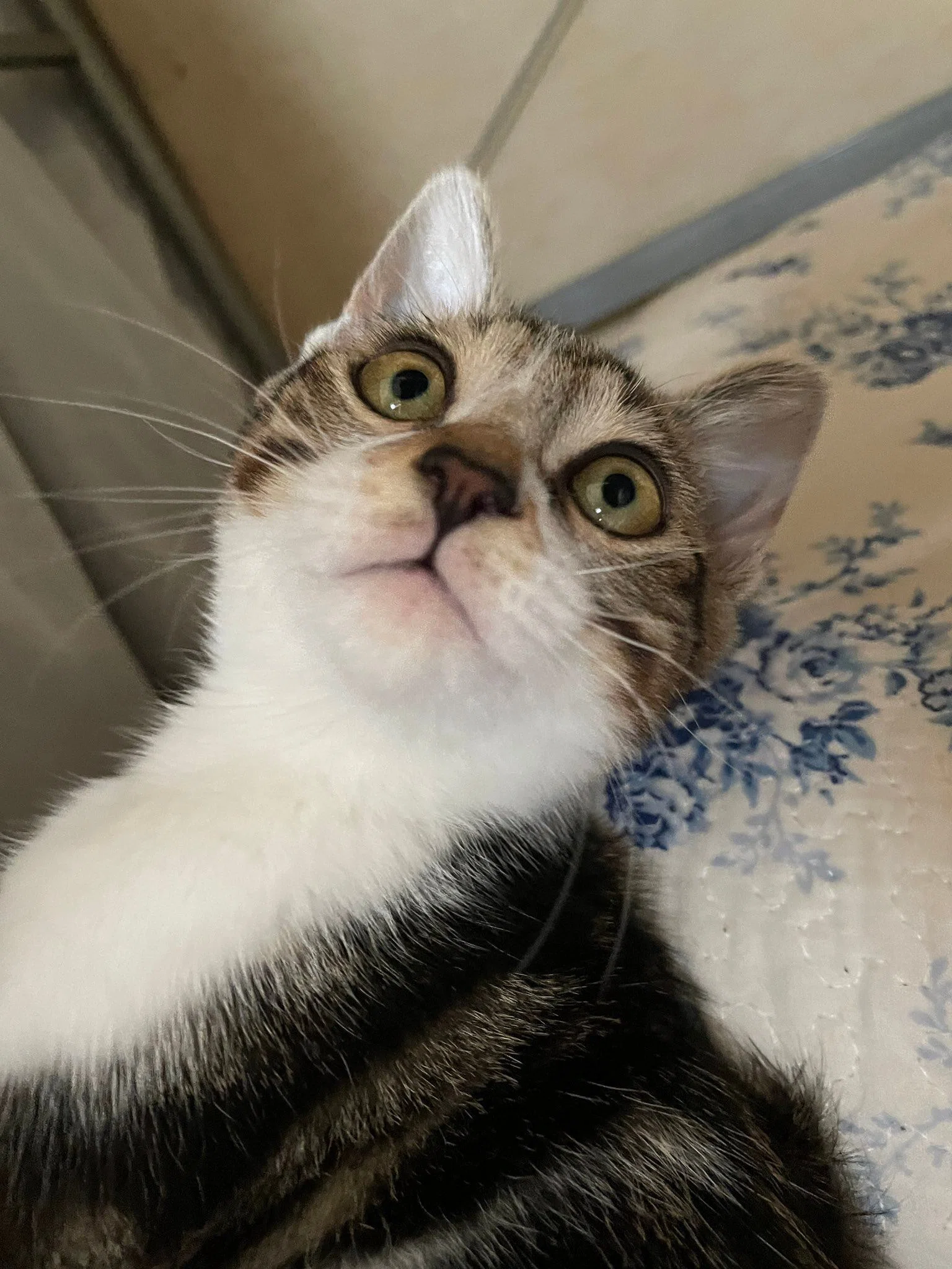 遂にやってやったニャ」先代猫の遺志を継いでふすまに大穴を貫通させた