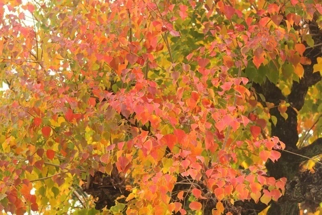 ナンキンハゼ＞上高畑町の紅葉｜清愁
