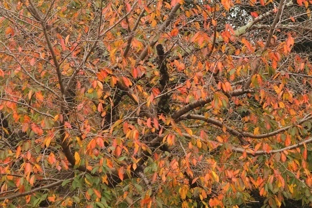 ナンキンハゼ＞上高畑町の紅葉｜清愁