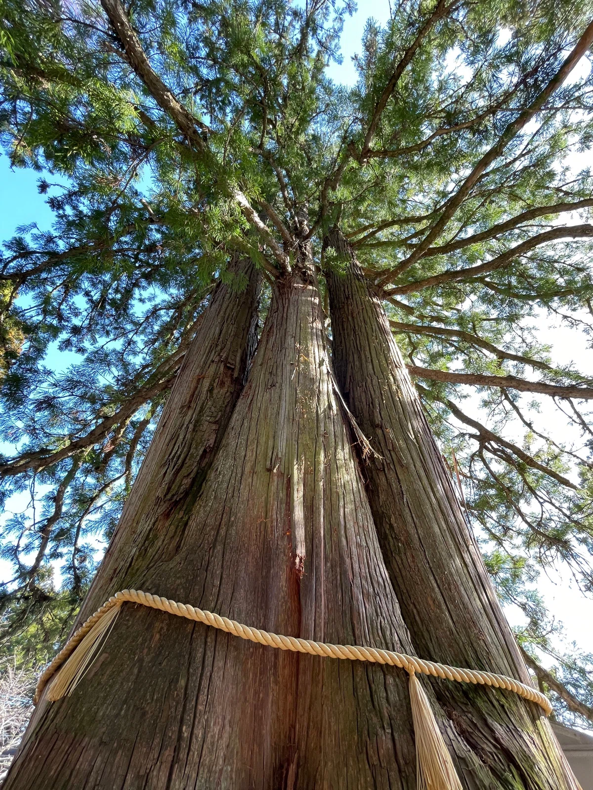 絶対行くべき神域｜「戸隠神社」日本屈指のパワースポット｜Tomo@旅行 