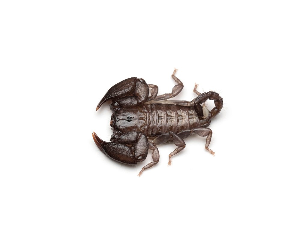 日本のサソリ｜竜洋昆虫自然観察公園