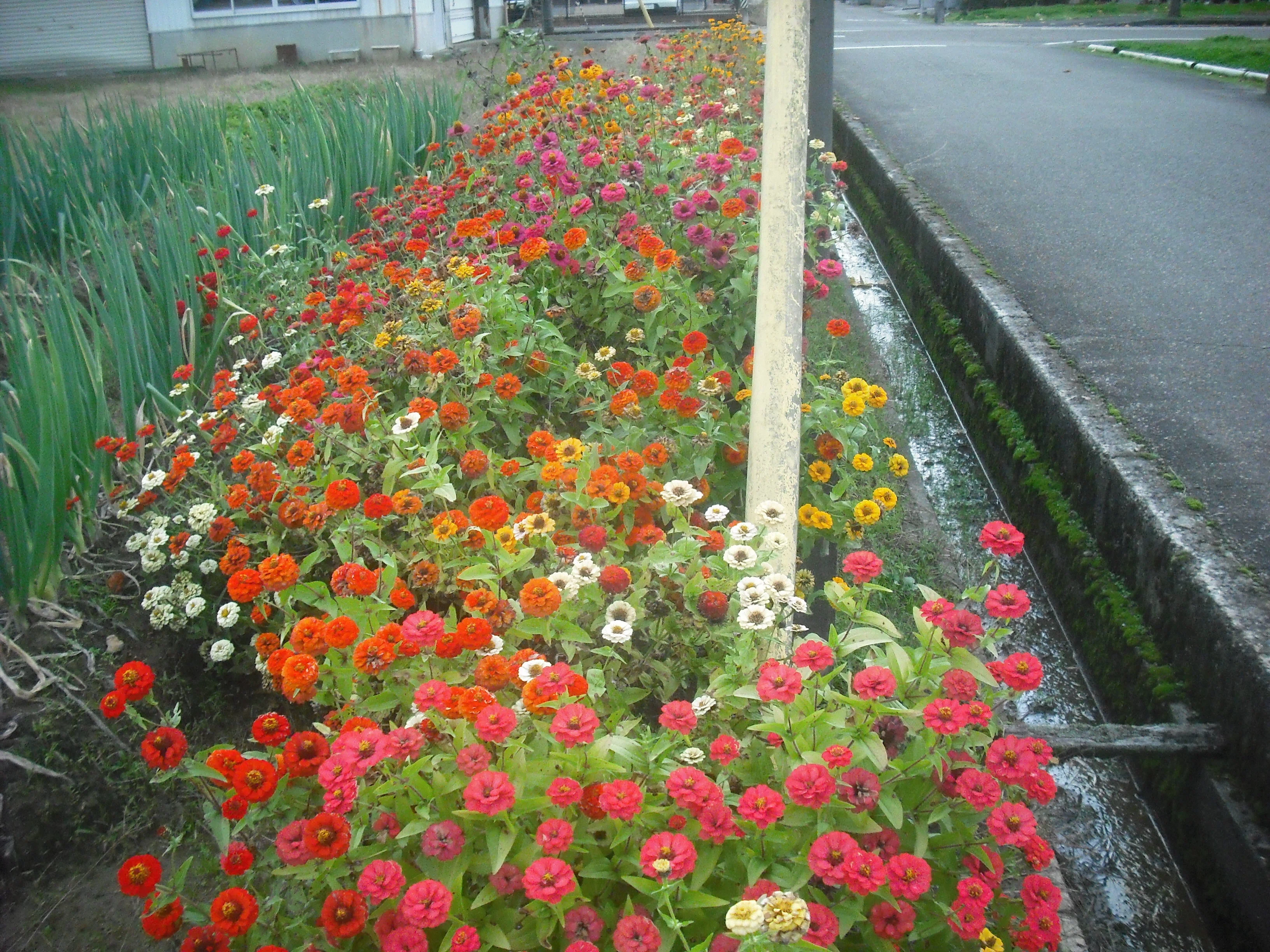 道すがら 無断撮影 秋の花|野球狂の詩