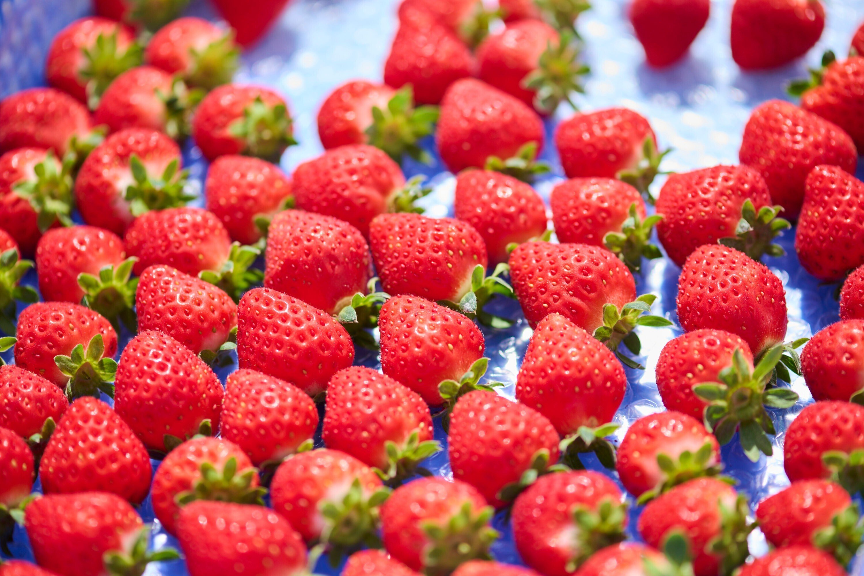 雄大な北アルプスのふもと。一人ひとりの情熱と探究心が甘い夏いちごを